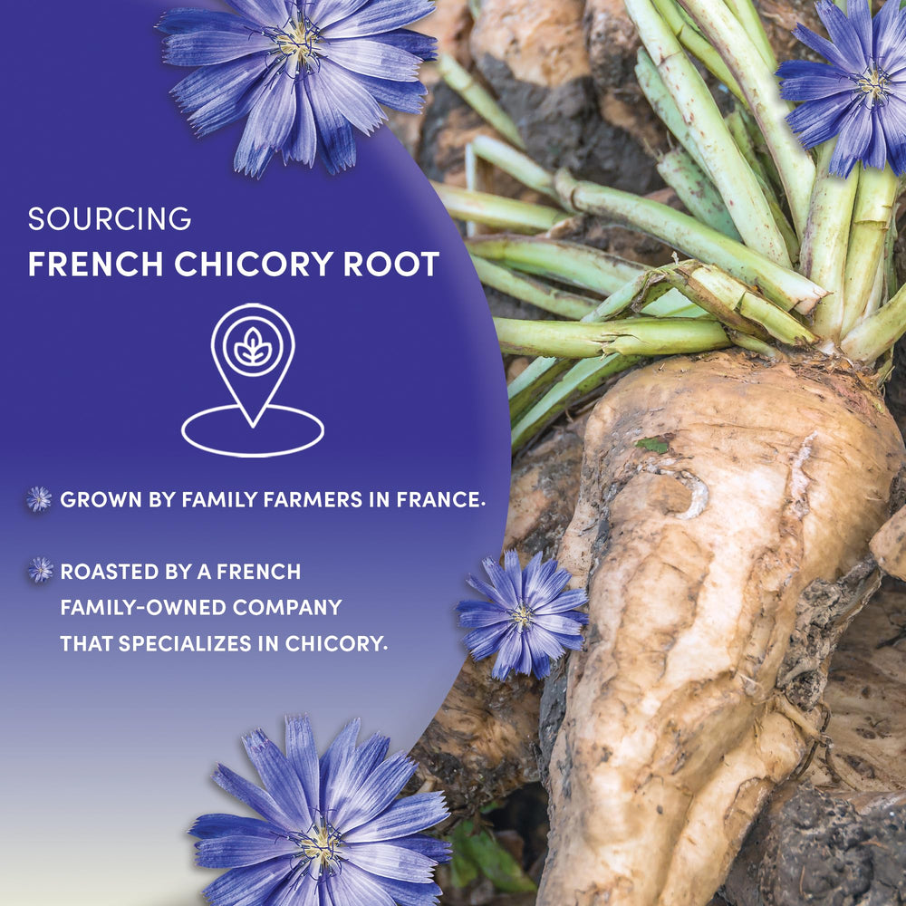Worldwide Botanicals chicory sustainably harvested in northern France