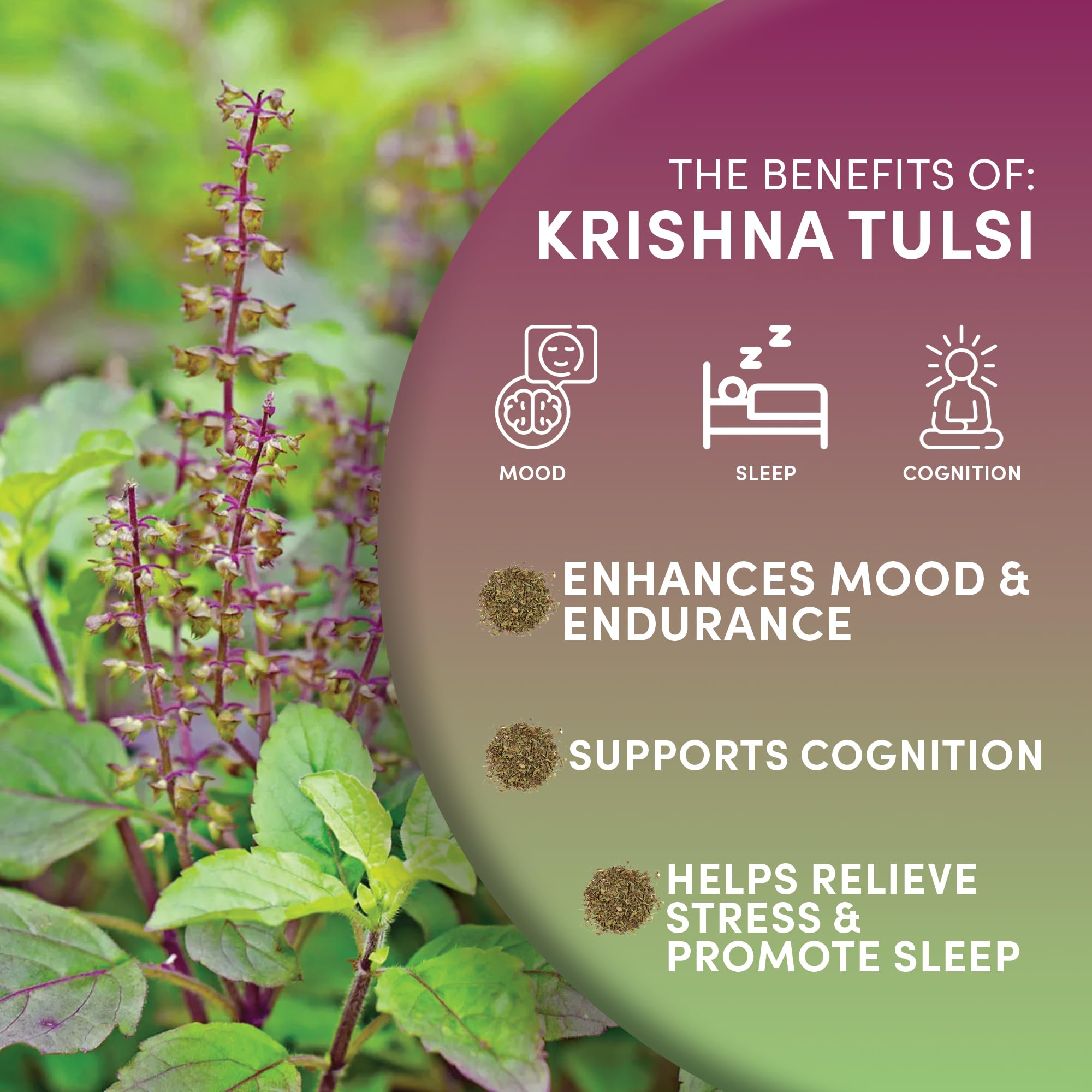 Worldwide Botanicals Organic Fair Trade Tulsi leaves arranged to highlight ethical sourcing