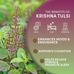 Worldwide Botanicals Organic Fair Trade Tulsi leaves arranged to highlight ethical sourcing