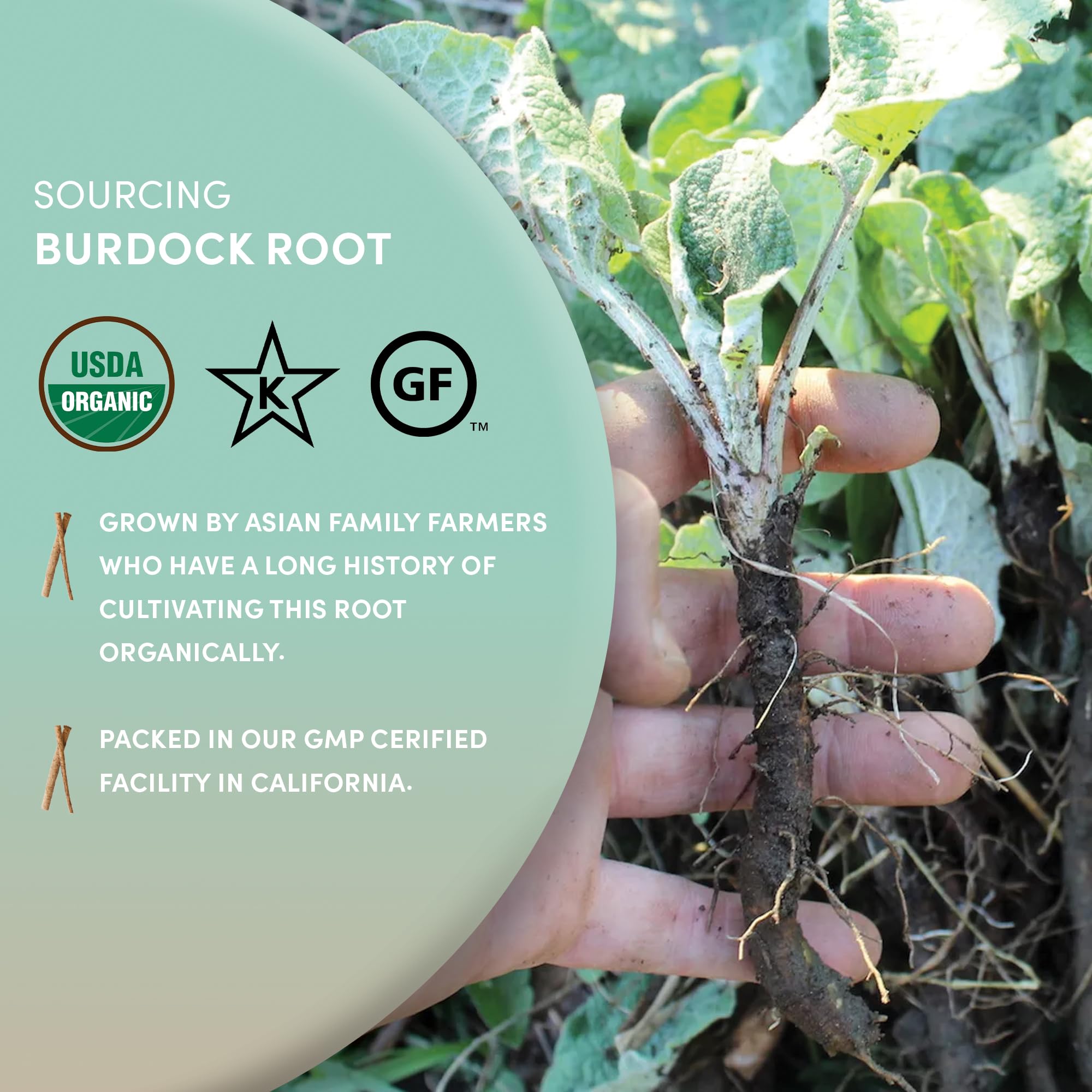 Worldwide Botanicals sustainably sourced burdock root from Asian family farms.