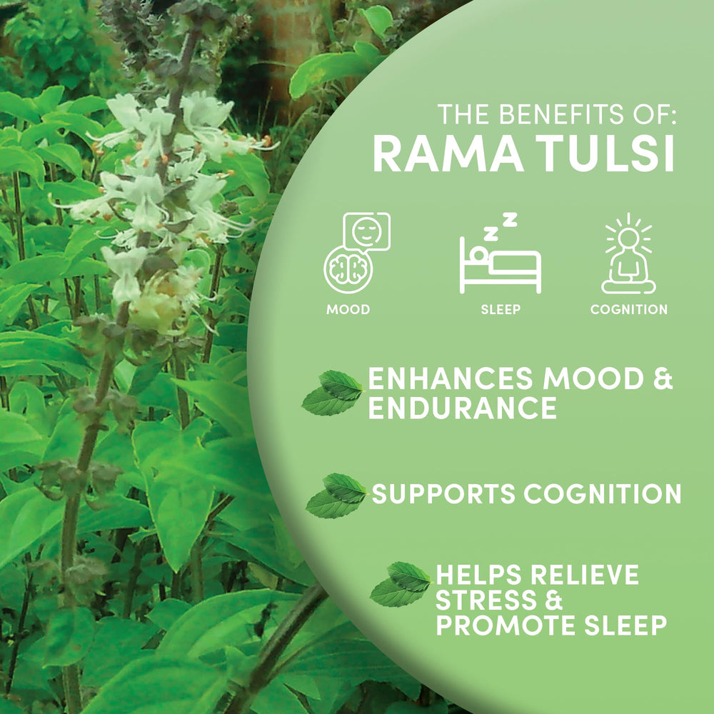 Worldwide Botanicals Tulsi Rama tea infuser ready for fresh brew