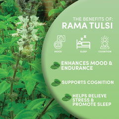 Worldwide Botanicals Tulsi Rama tea infuser ready for fresh brew