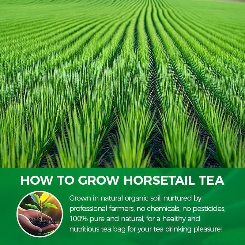 Iced WOTIHA horsetail tea in a glass for a refreshing cold brew.
