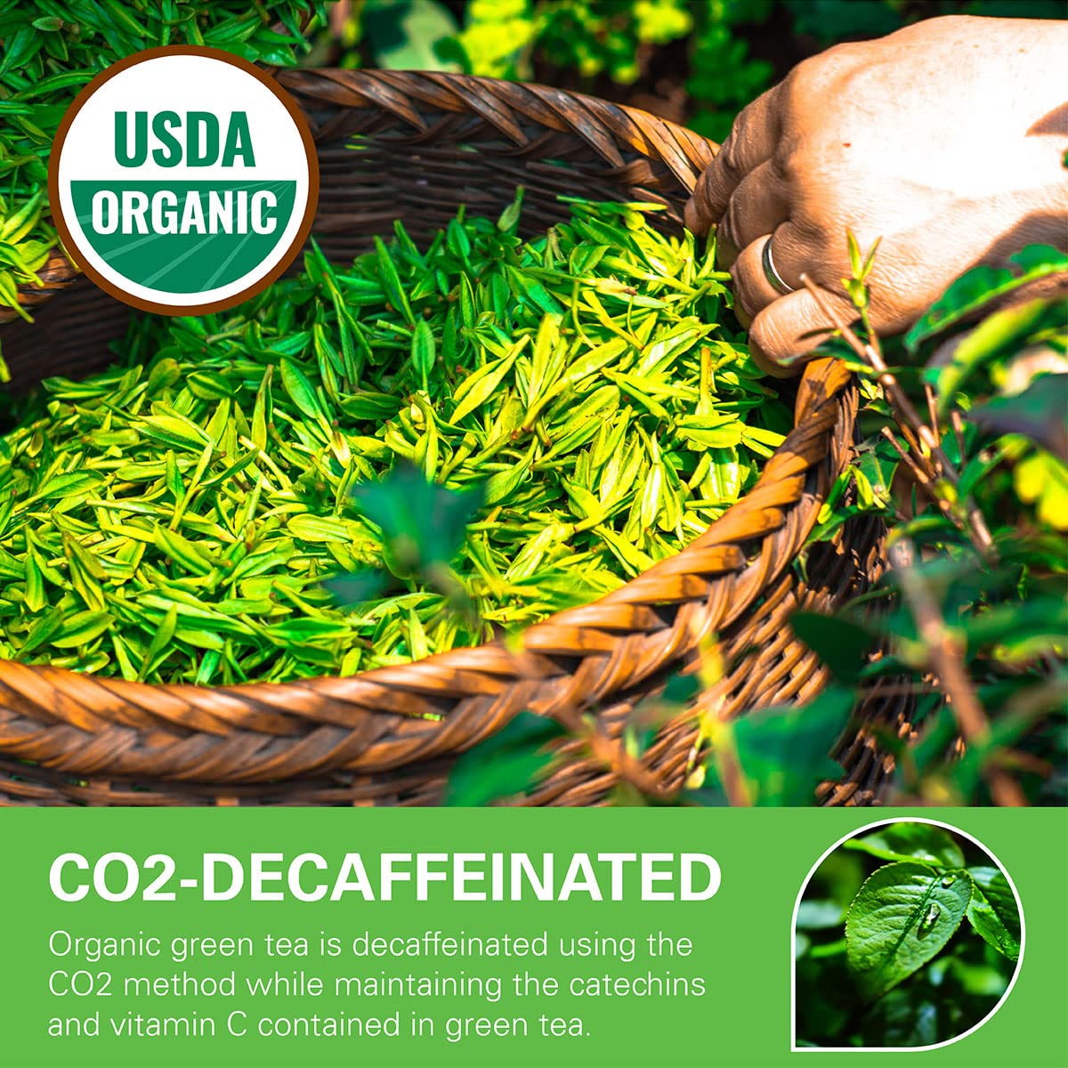 WT WEETEE organic decaf green tea bags in resealable kraft bag for freshness.