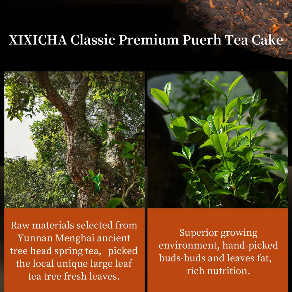 XIXICHA Pu-erh leaves close-up shows natural quality and fragrant notes.