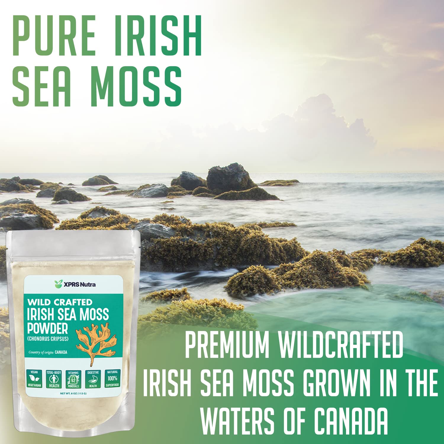 XPRS Nutra sea moss powder being scooped for blending into a bowl