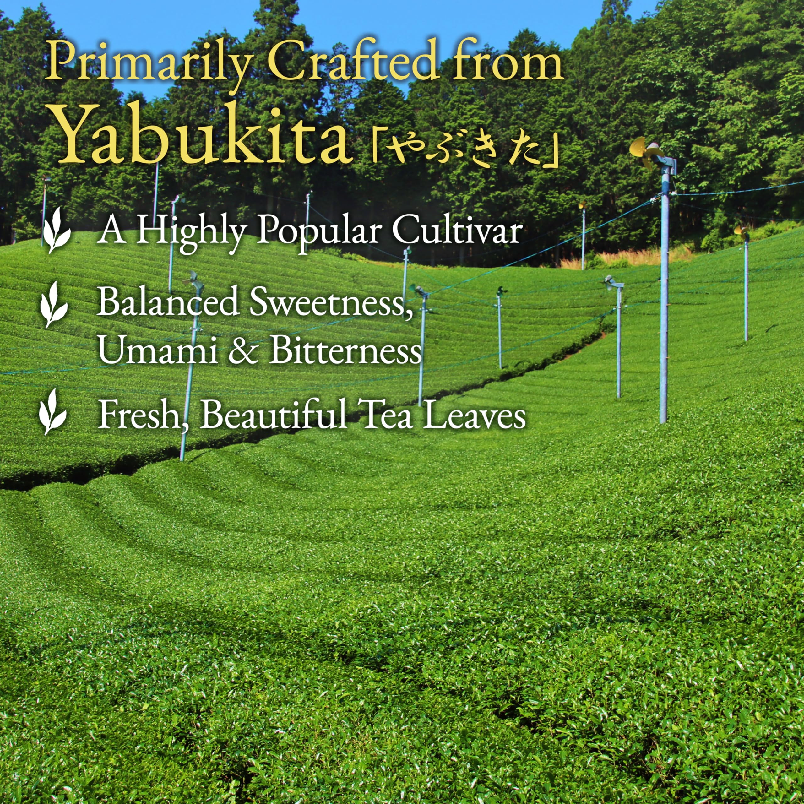 YAMASAN KYOTO UJI Sencha can be enjoyed hot or iced for versatile refreshment.