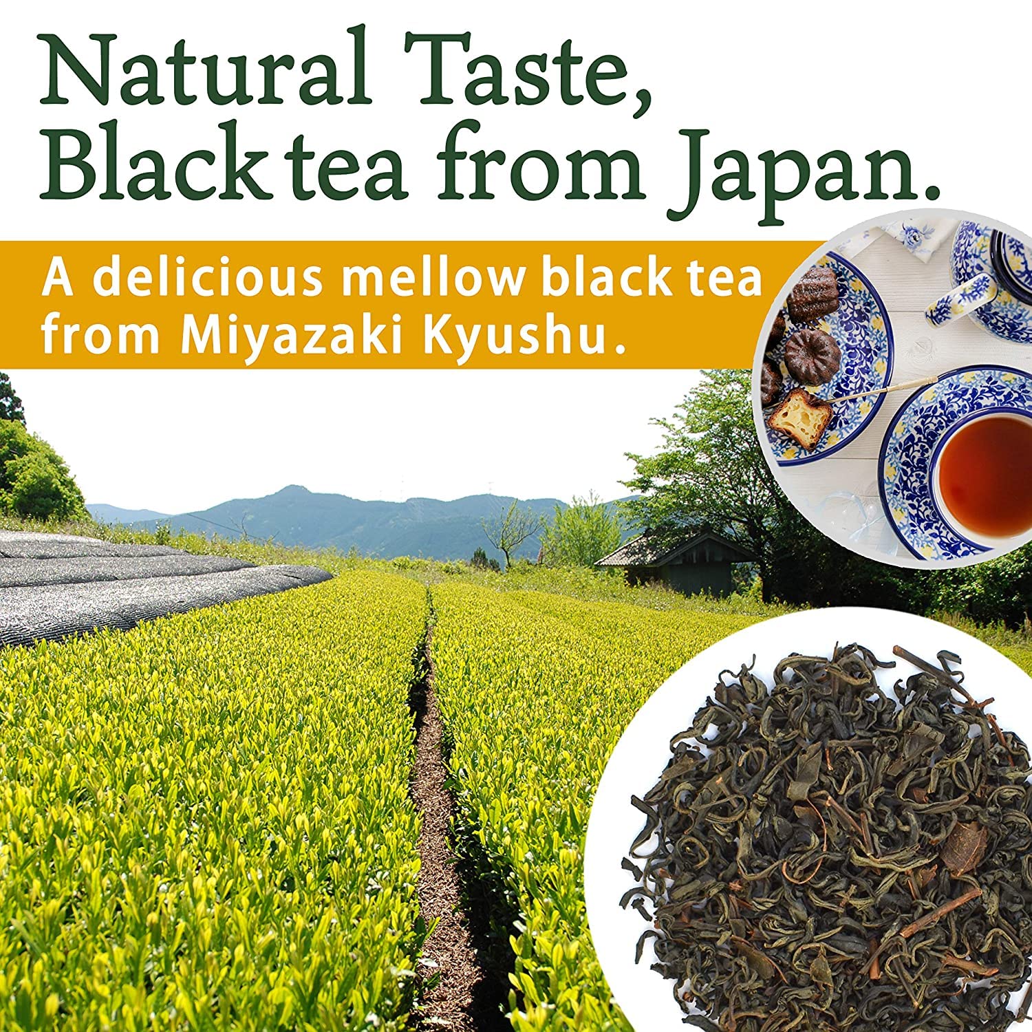 Miyazaki contract farmers supplying authentic Japanese black tea