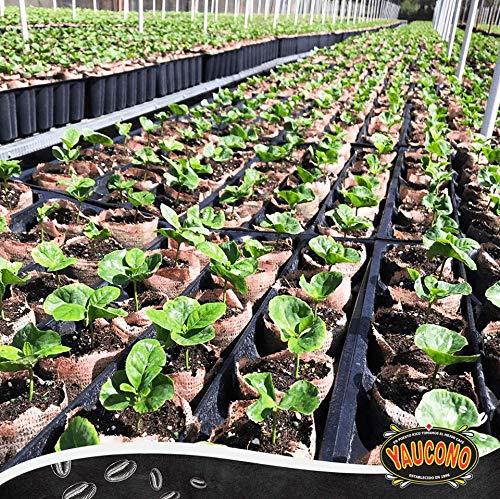 Aromatic steam rises from a Yaucono cup highlighting rich Puerto Rican aroma.