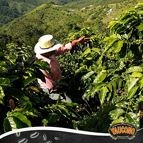 Yaucono medium roast versatility across pour-over, drip, or French press