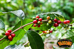 Hand-picked beans milled to an ultra-fine grind ensure consistent flavor.