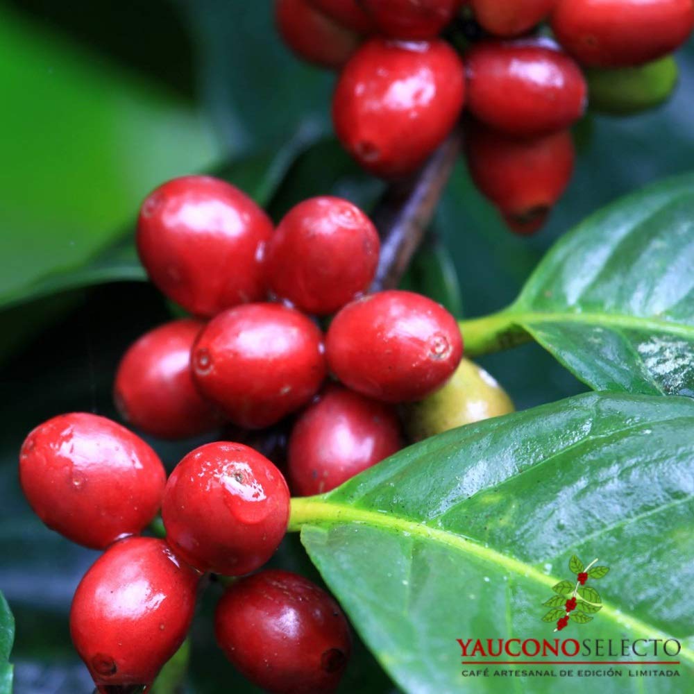 Yaucono Selecto whole beans close-up highlighting uniform size and aroma.