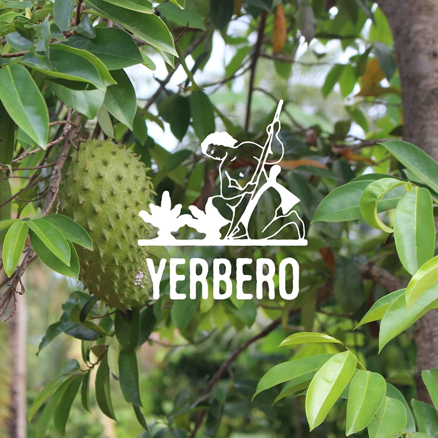 Yerbero Mexican-origin wildcrafted leaves celebrate natural herbal quality.