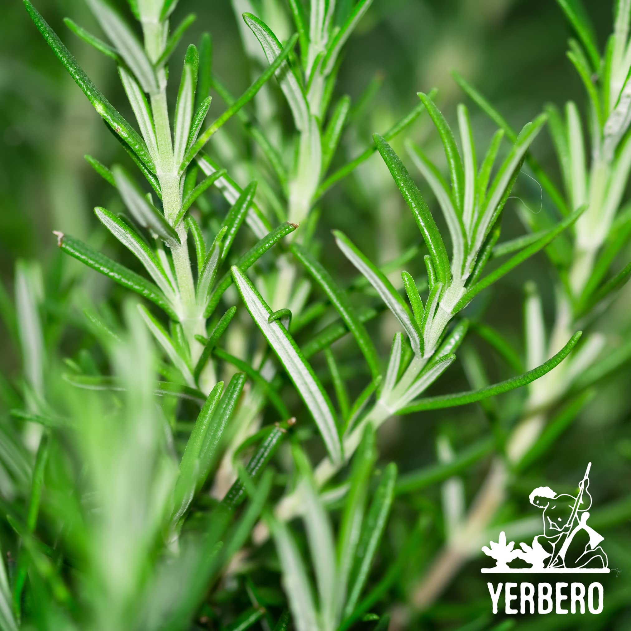 Yerbero rosemary tea steeping in cup with inviting aroma