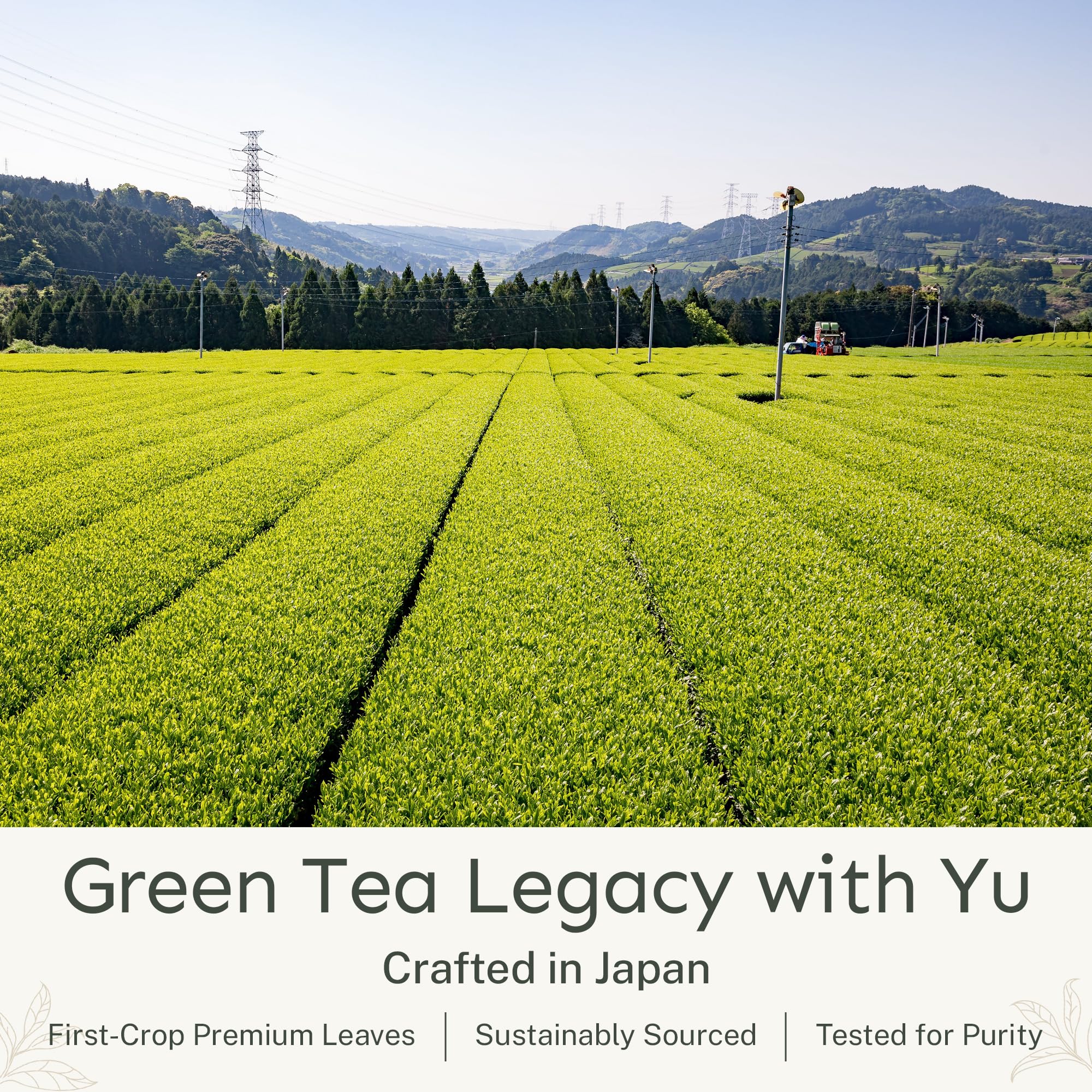 Yu Tea decaf sencha powder cold brew in a glass with clarity.