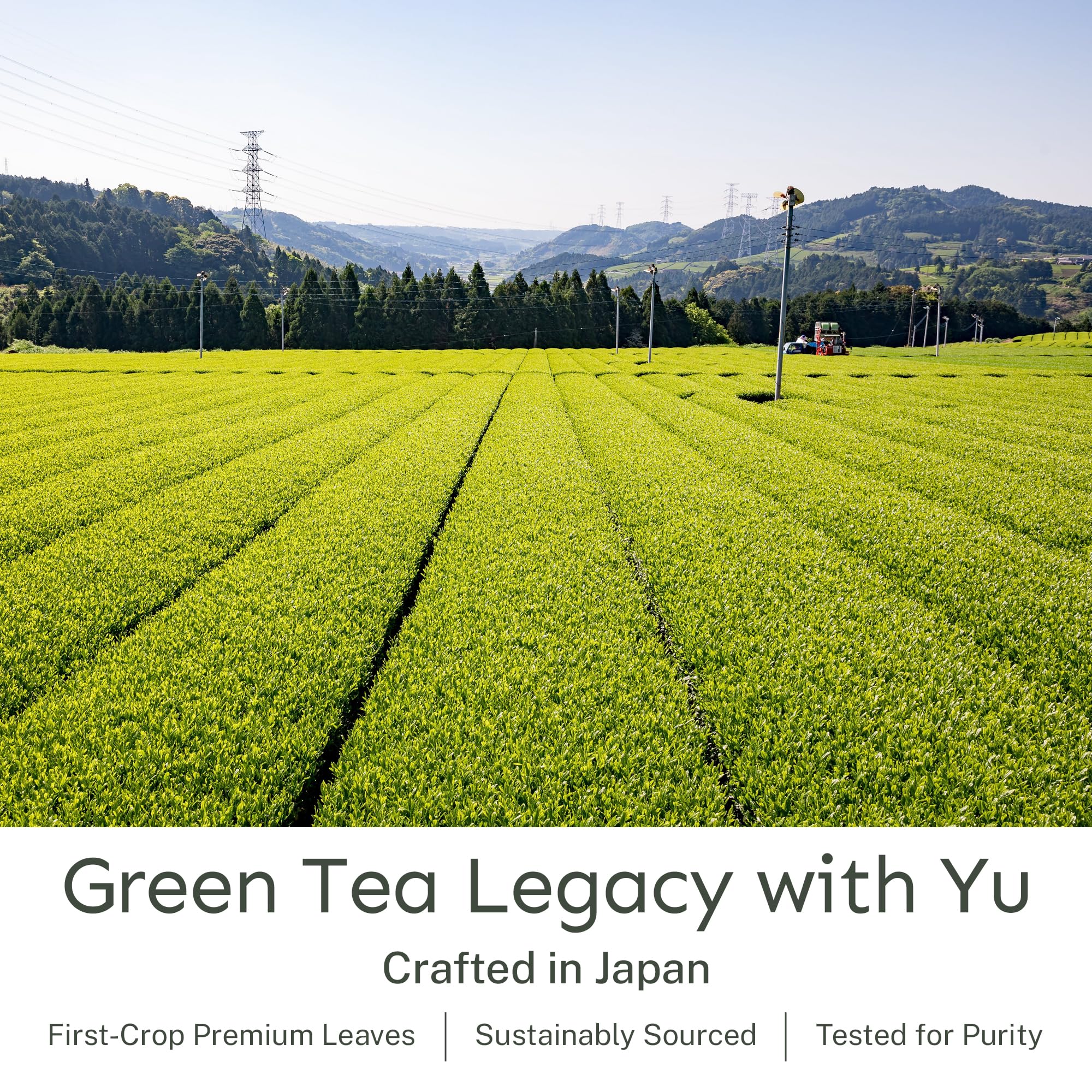 Hot cup of Yu Tea sencha tea with gentle aroma.