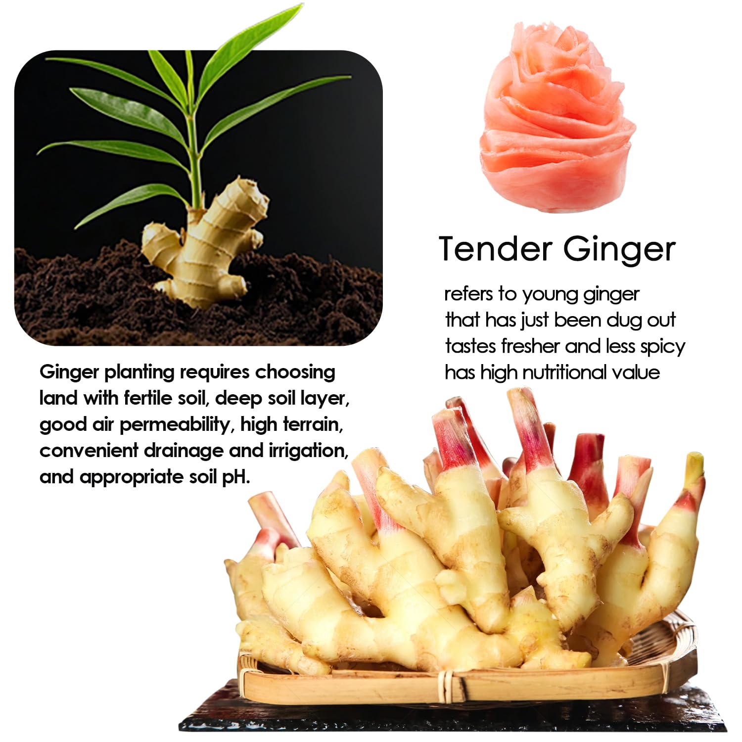 YUHO pickled ginger close-up shows tender texture and mild zest.