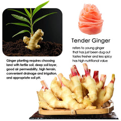 YUHO pickled ginger close-up shows tender texture and mild zest.