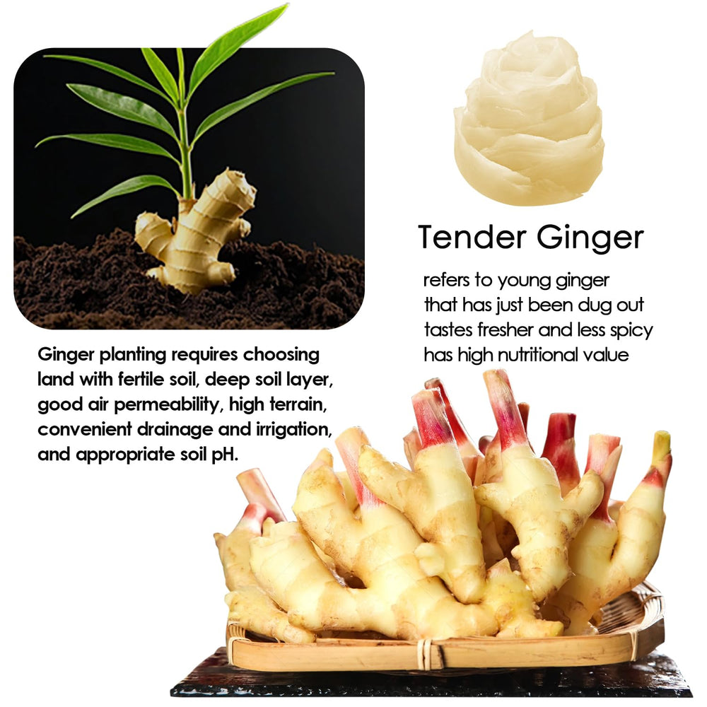YUHO sushi ginger with mild zest pairs well with raw fish.