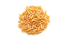 Soaked Yupik Kamut grains ready to simmer faster and enjoy lighter texture
