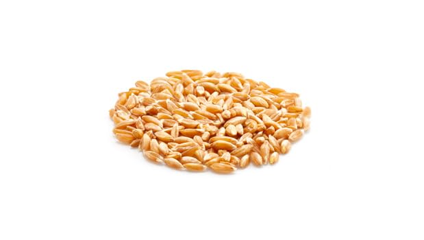 Yupik Organic Farro soaking in water, improving texture before cooking.