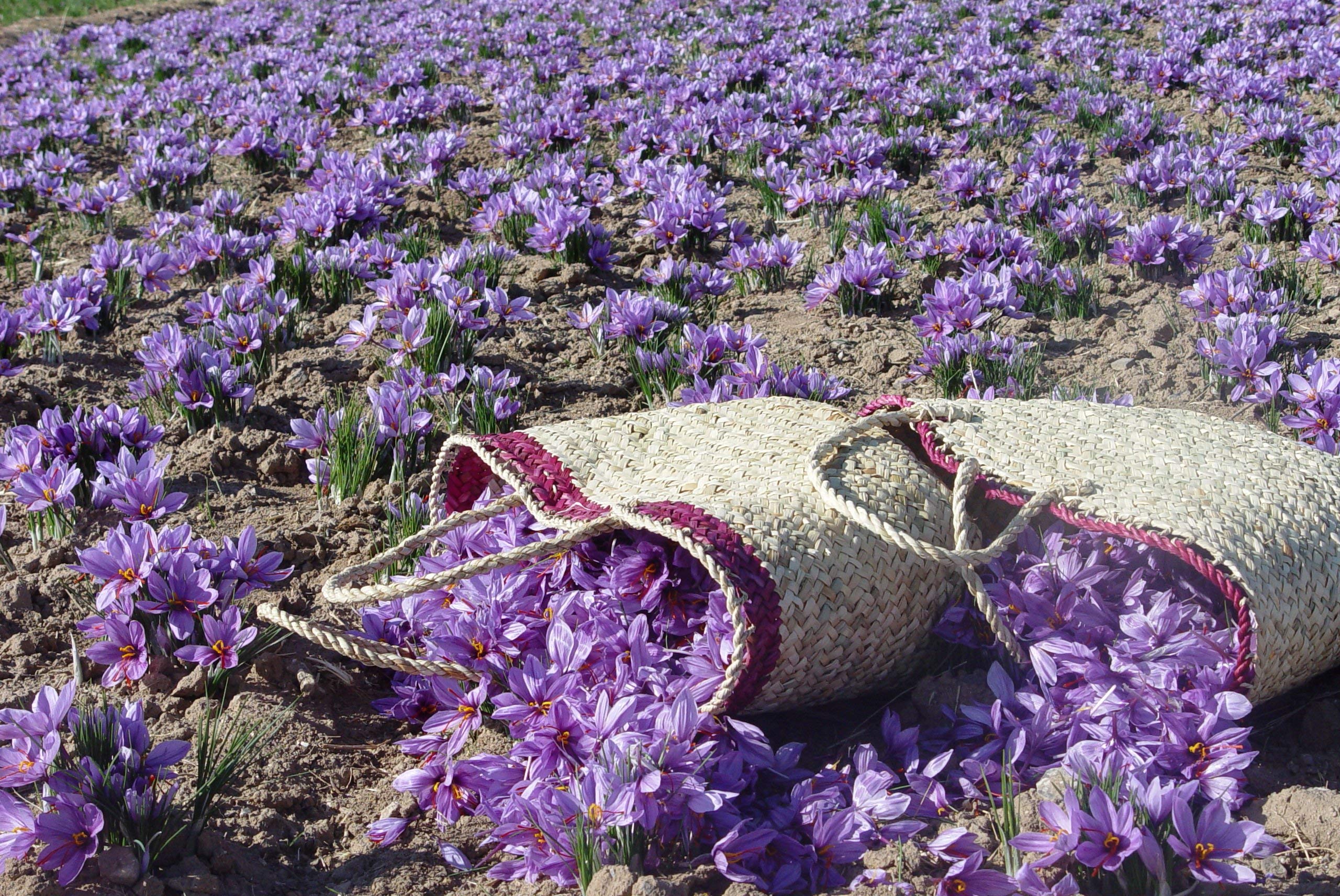Zaffrus saffron threads for desserts and drinks with authentic flavor notes.