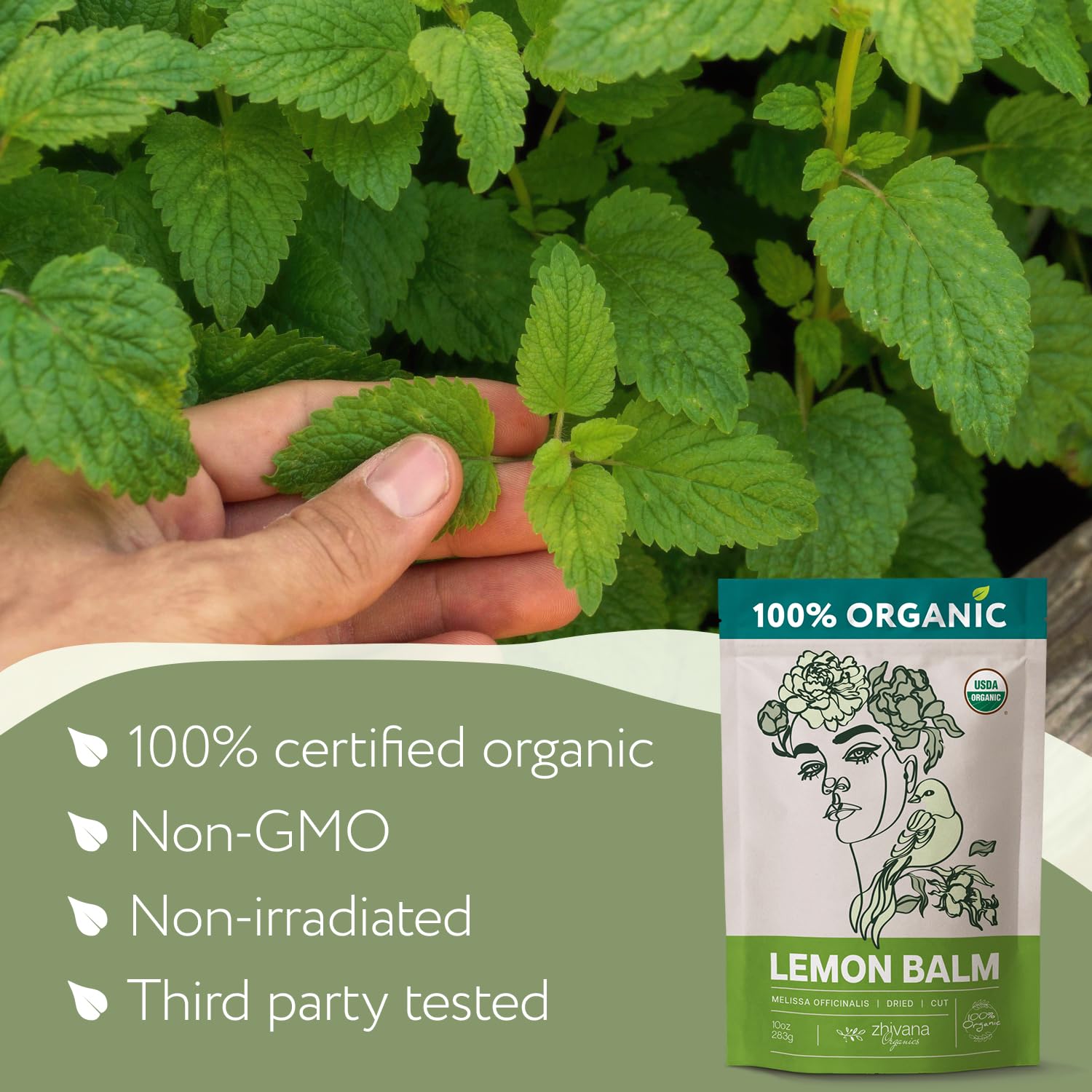Zhivana Organics hand-picked Melissa leaves ready for infusion