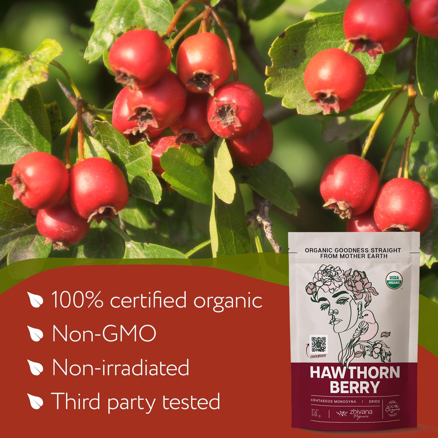 Hand-harvested hawthorn berries showcasing sustainable European sourcing.