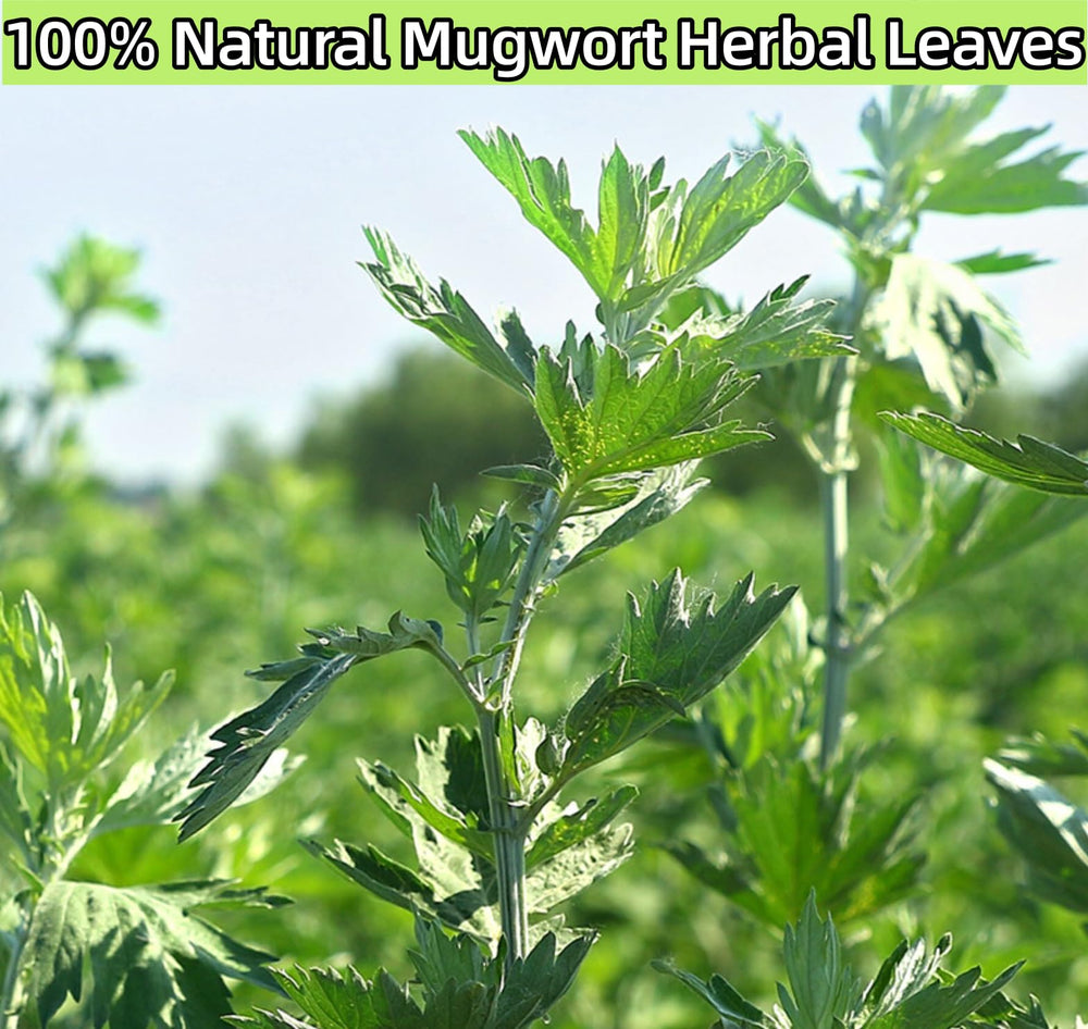 Zungtin mugwort dried leaves for infusions and crafts